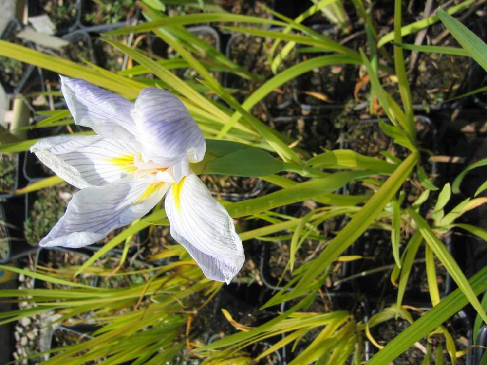 Iris ensata 'Aquamarin' ((Sumpf)-Schwertlilie)